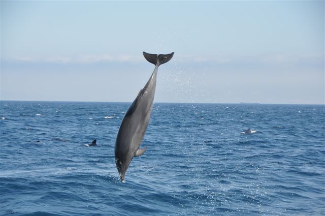 Tarifa Whale Watching Sommer 2009 271.jpg